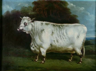 Eine Shorthorn-Kuh